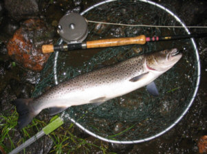 Spey Sea Trout