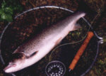 River Earn - sea trout fishing on the Crieff Angling club water.