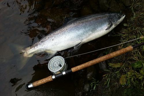 Salmon caught on a Needle Tube Fly