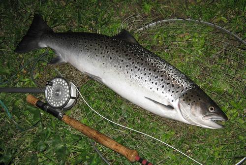 Sea Trout caught on a Needle Tube Fly
