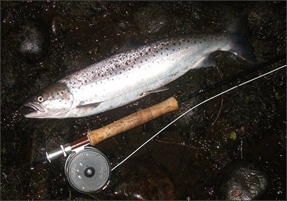 One of eight sea trout caught in 2 hours fishing on a needle tube fly